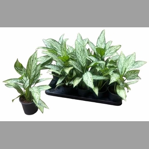 AG KL SILVER QUEEN