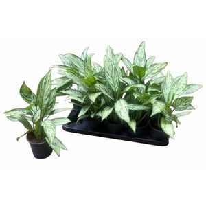 AG KL SILVER QUEEN