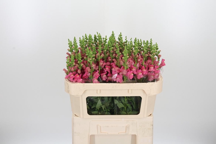 <h4>Antir Avignon Rose</h4>