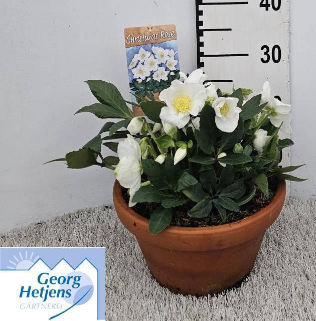 <h4>HELL NI HGC DIVA</h4>