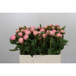 Paeonia Angel Cheeks