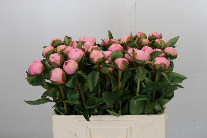 <h4>Paeonia Angel Cheeks</h4>