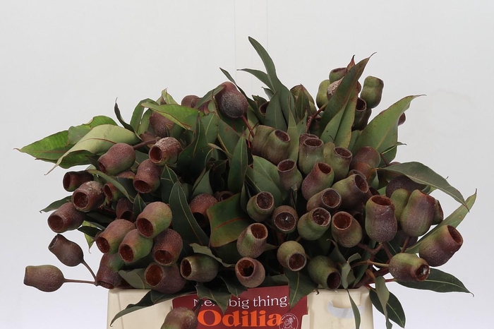 Kaaps Groen Euc. Bell Gum