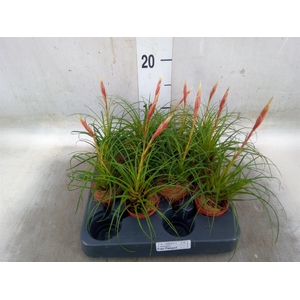 Vriesea   ...