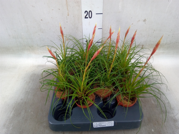 <h4>Vriesea   ...</h4>