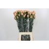 Dianthus St Honey