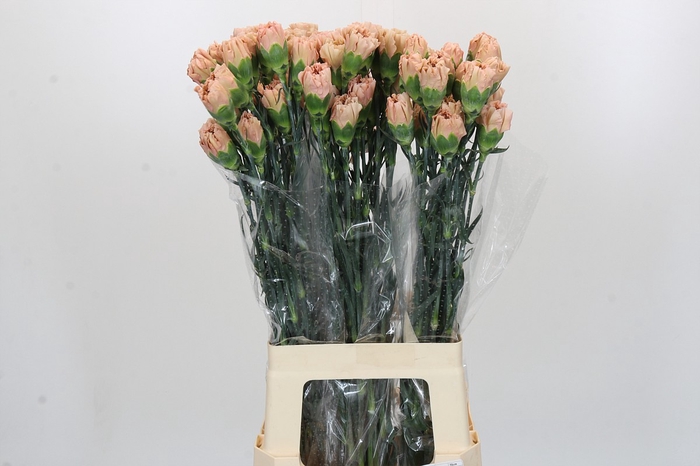 Dianthus St Honey