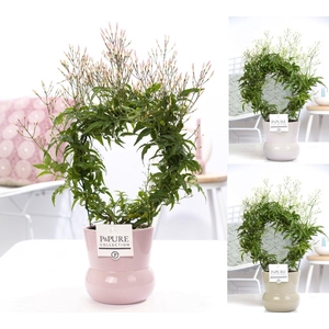 Jasminum Poly. ( 200+ knop) in P&PURE Plant Vase Maxima ass. 3