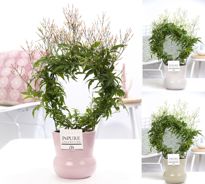 <h4>Jasminum Poly. ( 200+ knop) in P&PURE Plant Vase Maxima ass. 3</h4>