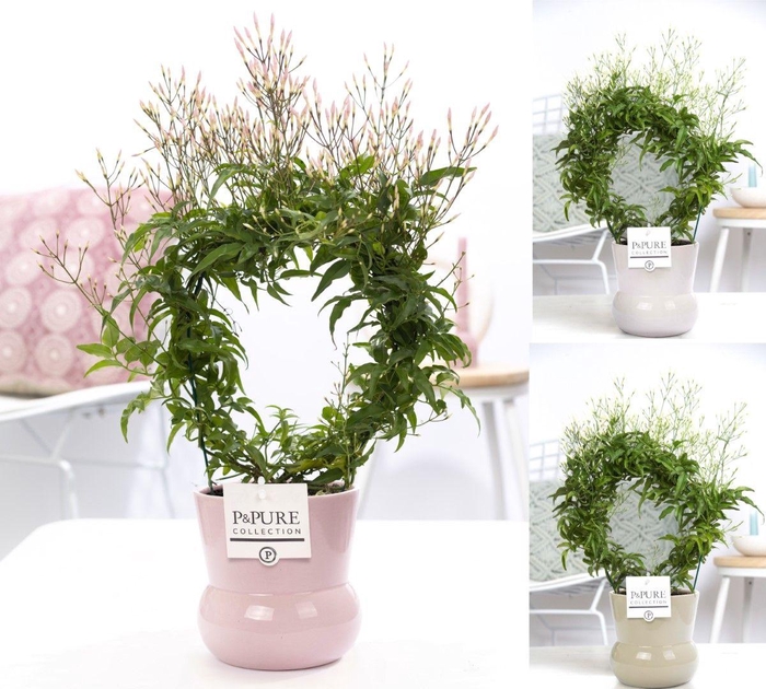 <h4>Jasminum Poly. ( 200+ knop) in P&PURE Plant Vase Maxima ass. 3</h4>
