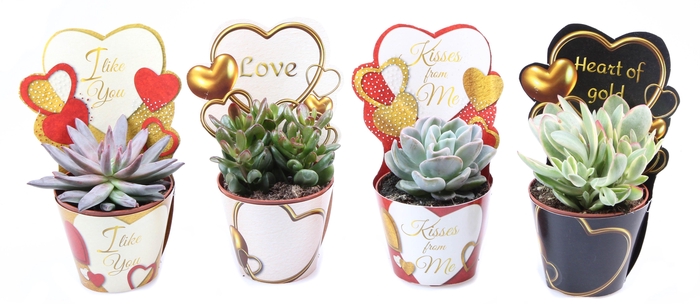 <h4>Potcover love mix succulent mix</h4>