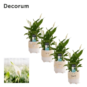 Mimesis Spathiphyllum Chopin - 9 cm in Tommy - Nature Love