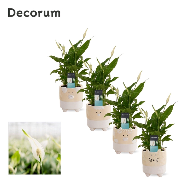 <h4>Mimesis Spathiphyllum Chopin - 9 cm in Tommy - Nature Love</h4>