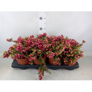 Gaultheria   ...red berry