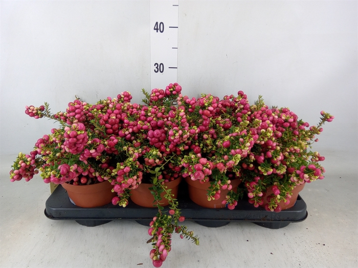 <h4>Gaultheria   ...red berry</h4>