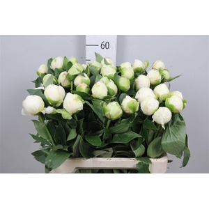 Paeo L Bridal Shower