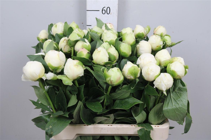 <h4>Paeo L Bridal Shower</h4>