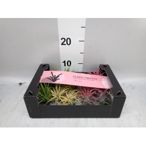 Tillandsia ionantha