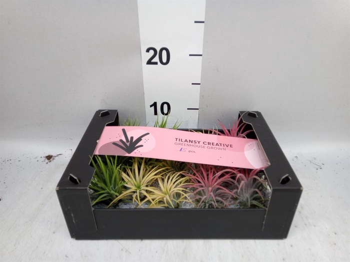<h4>Tillandsia ionantha</h4>