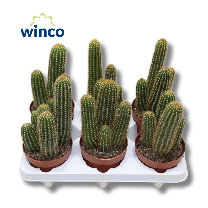 <h4>Trichocereus Huascha ssp.</h4>