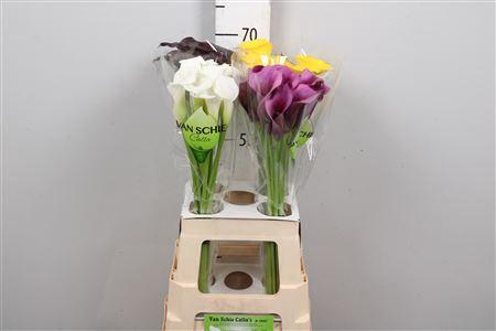 <h4>Zanted Gem In Fust</h4>