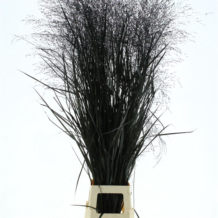 <h4>Siergras Squaw Klb Zwart</h4>