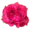 R Gr Country Blues Pink 50cm EC