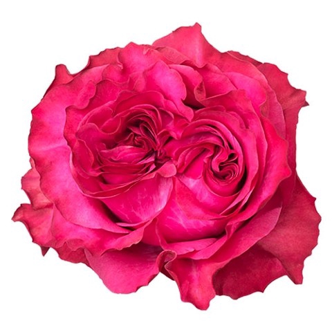 R Gr Country Blues Pink 50cm EC