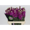 Matthiola Iron Rose