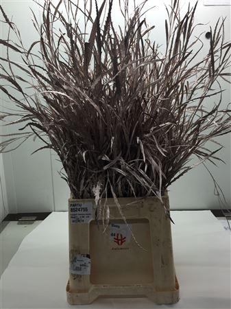<h4>Grevilea Champagne</h4>