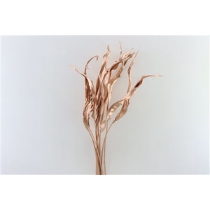 Dried Strelitzia 10pc Copper Bunch Slv