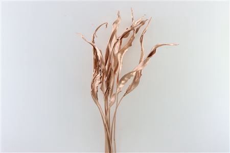 Dried Strelitzia 10pc Copper Bunch Slv