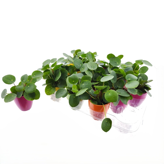 <h4>PILEA PEPEROMIOIDES</h4>