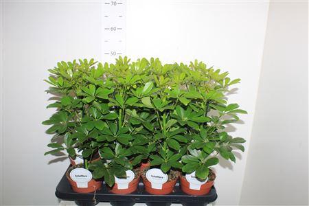<h4>Schef Ar Nora</h4>