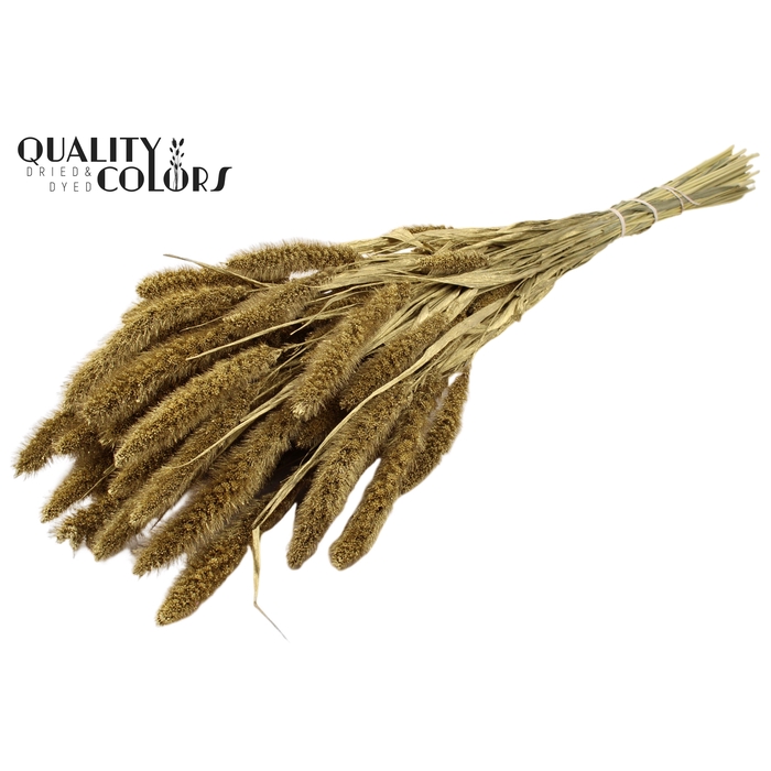 <h4>Setaria per bunch Gold</h4>