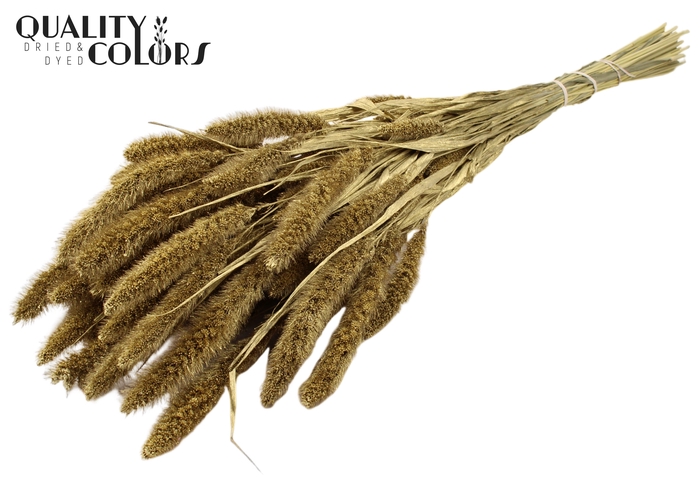 Setaria per bunch Gold