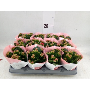 Kalanchoe  'RoseFlow Noelle'