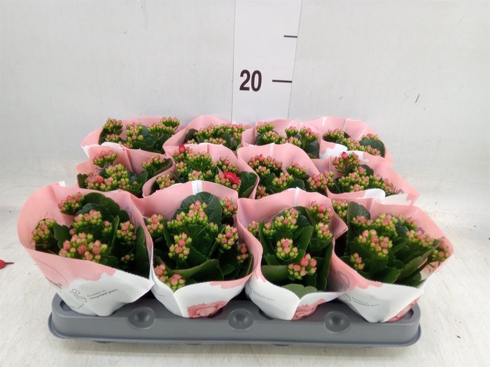 <h4>Kalanchoe  'RoseFlow Noelle'</h4>