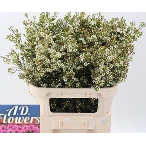 CHAME CHRYSTAL PEARL