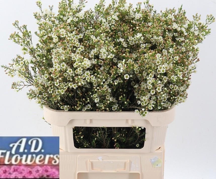 <h4>Chame Crystal Pearl</h4>