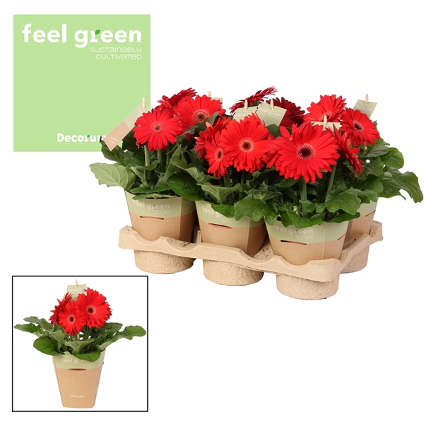 <h4>Gerbera roodtinten 2+ bl. Feel Green, nature pc Decorum</h4>