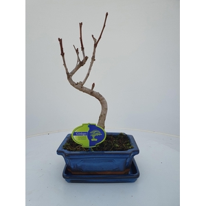 Ginkgo biloba shape with driptray
