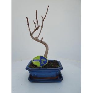 Ginkgo biloba shape with driptray
