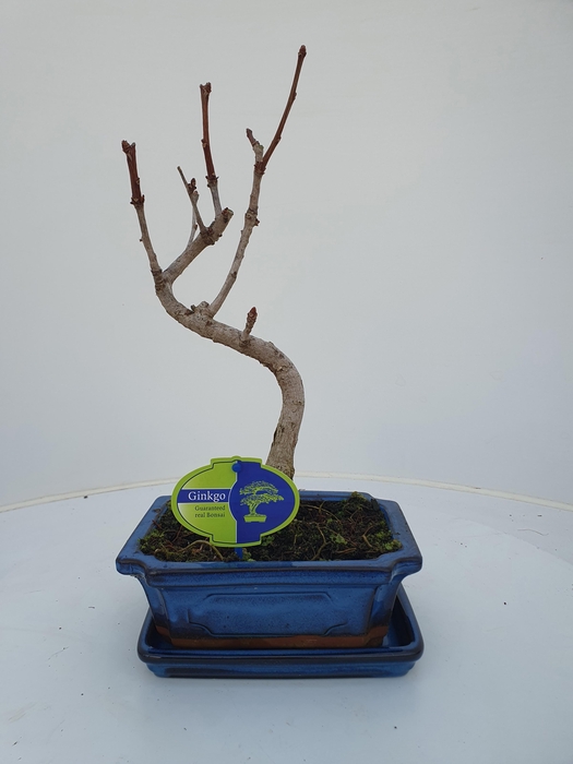 <h4>Ginkgo biloba shape with driptray</h4>