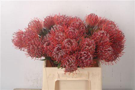 <h4>Leuco Co Scarlet Ribbon Red</h4>