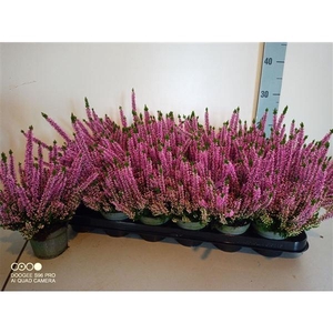 Calluna vulgaris Beauty-Ladies gemengd