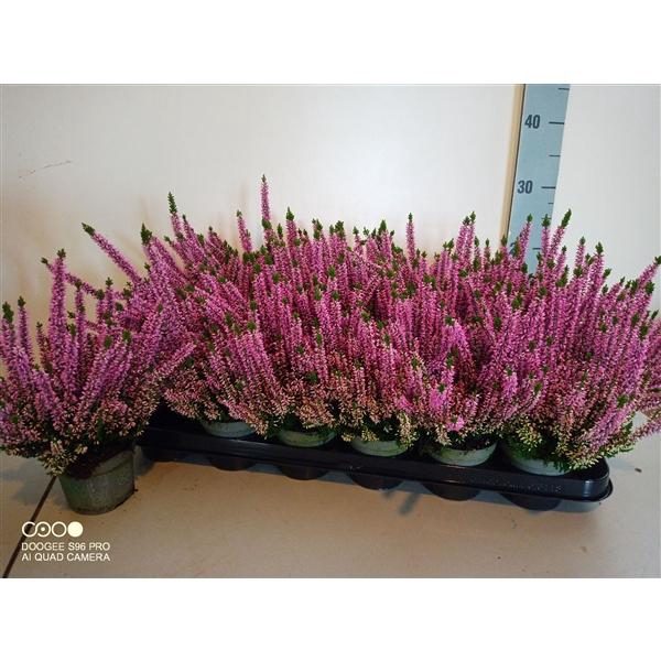 <h4>Calluna vulgaris Beauty-Ladies gemengd</h4>