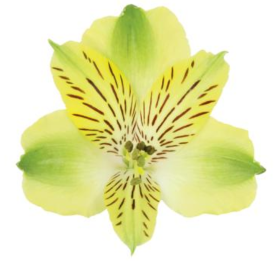 <h4>Alstr Shakira Yellow 60cm EC</h4>