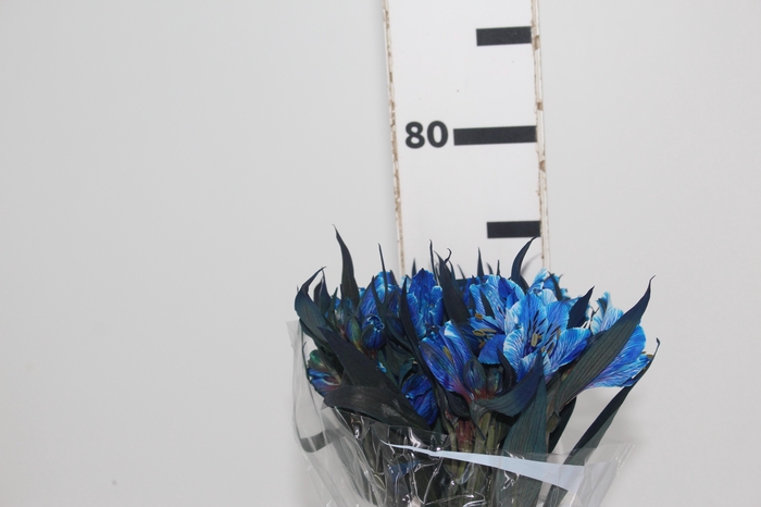 <h4>ALSTROEMERIA TINGIDA 080 CM AZUL</h4>