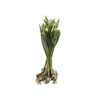 TULIPA BRANCO COM BULBOS